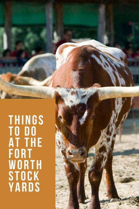 Texas Resorts, Dallas Things To Do, Dallas Travel, Texas Bucket List, Texas Trip, Bachelorette Planning, Fort Worth Stockyards, Zoo Photos, Travel Texas