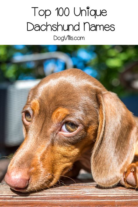 Dachshund Names, Adoption Tips, Girl Dog Names, Female Dog Names, Dog Puns, Dachshund Gifts, Dog Socks, Puppy Names, Weenie Dogs