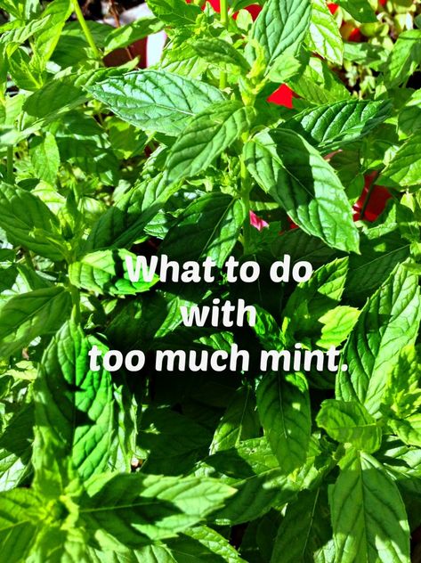 What To Do With Peppermint Leaves, What To Do With Fresh Mint Leaves, What To Do With Spearmint Leaves, Cooking With Mint, Things To Do With Mint, Dried Mint Uses, Things To Do With Fresh Mint, Uses For Fresh Mint, Things To Make With Mint Leaves