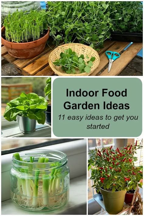 Indoor food garden ideas: 11 easy vegetables and fruits to get you started Indoor Veggie Garden Apartment, Home Growing Vegetables, Condo Vegetable Garden, Container Gardening Indoor, Easy Indoor Garden, Apartment Growing Vegetables, Indoor Vegetable Greenhouse, Indoor Food Garden Apartment, Grow Veggies Indoors