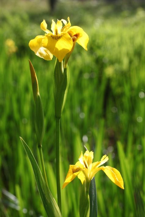 Yellow iris (fleur de lis) Yellow Iris, Delphinium Flowers, Wild Iris, Invasive Plants, Pond Plants, Garden Theme, Iris Flowers, Small Garden Design, Seed Pods