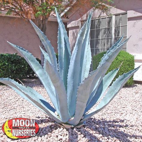 San Pedro Cacti, Century Plant, Desert Landscapes, Specimen Trees, Front Yards, Backyard Pool Landscaping, Blue Agave, Agave Plant, Growing Succulents