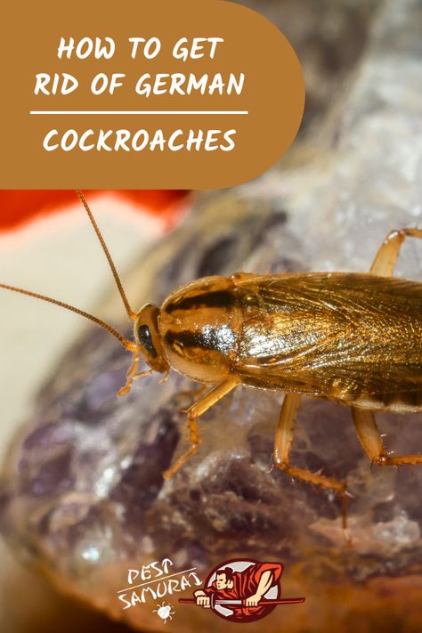 You may have problems getting rid of German cockroaches, as they are known as the worst type of cockroaches. In this article, you can find out what does a German cockroach looks like, do they fly, what german cockroaches eat, and many other information. Also, read how do you get german cockroaches in your house, are they dangerous, and how to kill german cockroaches. Find out what products and home remedies to use to prevent and get rid of german cockroaches. #germancockroach #pestcontrol Cocroach Remedies, Best Way To Get Rid Of Roaches, Cockroaches How To Get Rid Of, How To Kill Cockroaches Fast, Essential Oils To Get Rid Of Roaches, Kill Cockroaches Fast, Roaches Get Rid Of Diy, Bed Bug Bites Remedies, German Roaches Get Rid Of Diy