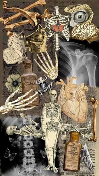 Aesthetic Bones, Skeleton Collage, Anatomy Collage, Skeleton Anatomy, Cute Skeleton, Halloween Autumn, Collage Vintage, Your Aesthetic, Art Inspo