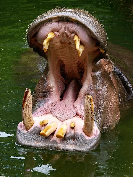 Hippopotamus Showing Huge Teeth - Hippopotamus Facts and Information Pygmy Hippopotamus, Book Of Job, Bible Book, Interesting Animals, Nose Job, Horse Sculpture, Hippopotamus, Character Modeling, Animal Photo