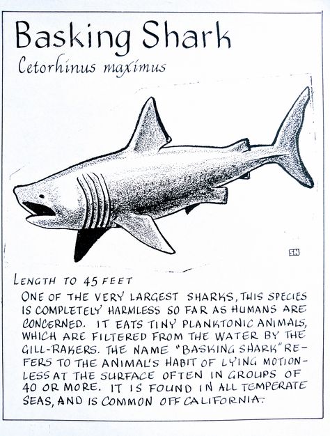 Basking Shark (Cetorhinus maximus) Shark Anatomy Poster, Different Sharks, Know Your Sharks, Marine Biology Notes Sharks, Basking Shark Drawing, Shark Posters, Shark Anatomy, Shark Information, Oceanography Marine Biology