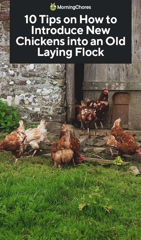 With any healthy chicken flock, you will have to introduce new chickens from time to time, but it can be a perilous process. Here are some integration tips. White Leghorn Chicken, Dust Bath For Chickens, Chickens 101, Morning Chores, Chicken Raising, Chicken Flock, Laying Chickens, Raising Chicken, Meat Birds