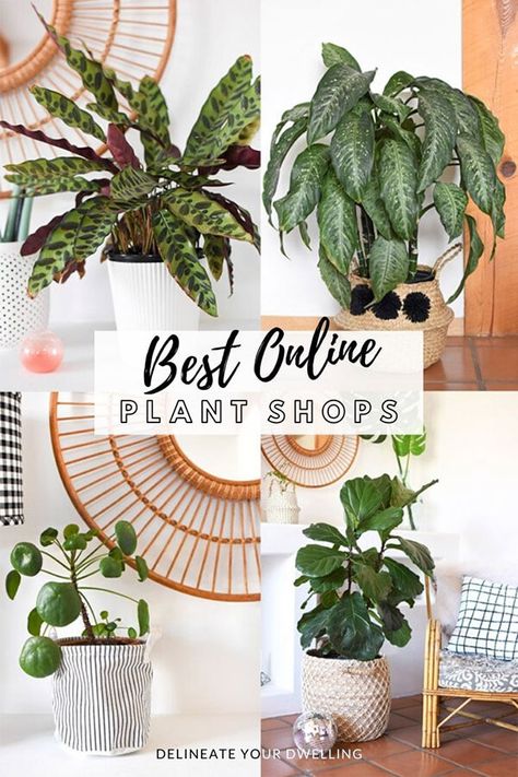 Best Online Plant Store, How To Start An Online Plant Shop, House Plant Business, Plant Shop Ideas, House Plant Display, Plant Boutique, Online Plant Shop, Indoor Plant Ideas, Arrow Board