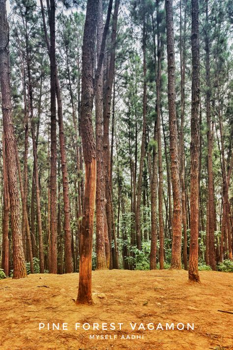 by Aadhikesh Vishnu Vishu Kani Photography, Vadakkumnathan Temple Photography, Dhanushkodi Photography, Sinharaja Forest, Pichavaram Mangrove Forest Photography, Pine Forest, Forest, Photography