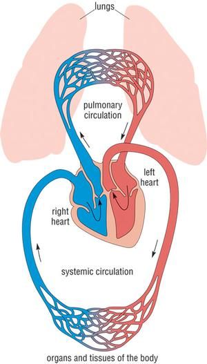 Circulatory System Drawing, Double Circulation, Circulatory System Function, Coronary Circulation, Human Circulatory System, Human Respiratory System, Biology Diagrams, Physics Projects, Body Science