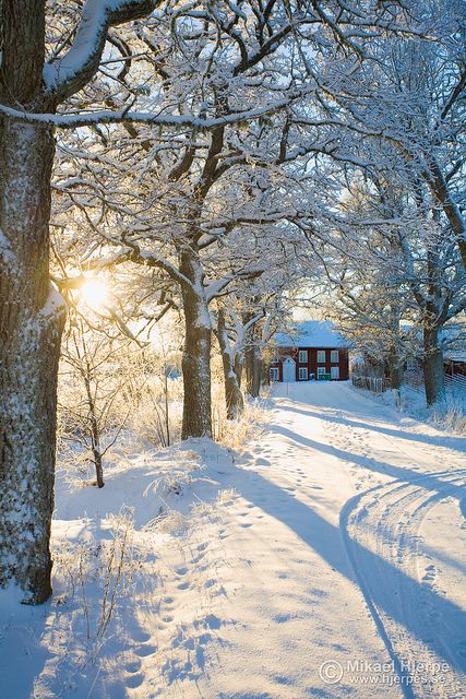 winter wonderland Winter Road, Winter's Tale, I Love Winter, Winter Love, Winter Sun, Winter Magic, Winter Scenery, Winter Beauty, Sleigh Ride