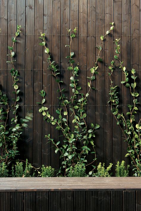 Woodsy Backdrop, Car Porch, Artificial Plant Arrangements, Artificial Plants Decor, Green Facade, Cactus Planta, Artificial Plants Indoor, Artificial Plant Wall, Garden Vines