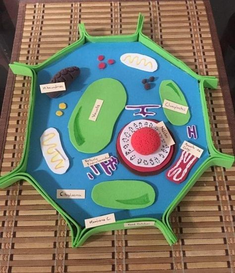 Plant Cell Project Ideas Models, Plant Cell Project, Cell Model Project, Plant Cell Model, Animal Cell Project, Cell Project, Human Body Projects, Cells Project, Biology Projects