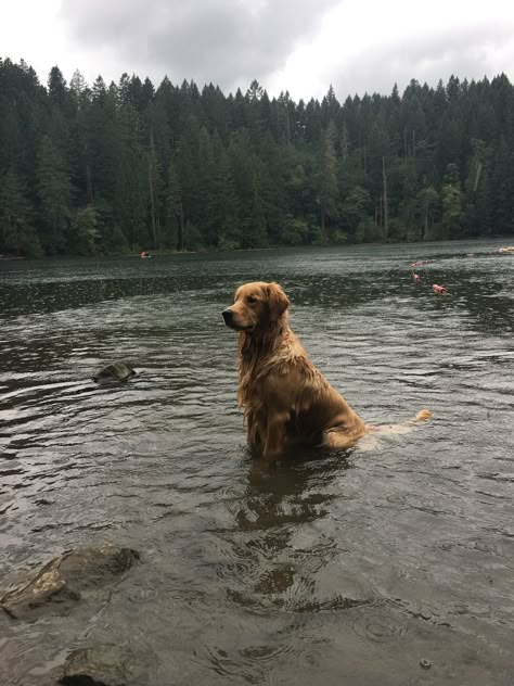 Golden Retriever Autumn Aesthetic, Granola Dog Aesthetic, Autumn Golden Retriever, Dog Nature Aesthetic, Dog Fall Aesthetic, Dogs In Forest, Farm Dog Aesthetic, Cottagecore Dog, Dogs In Nature