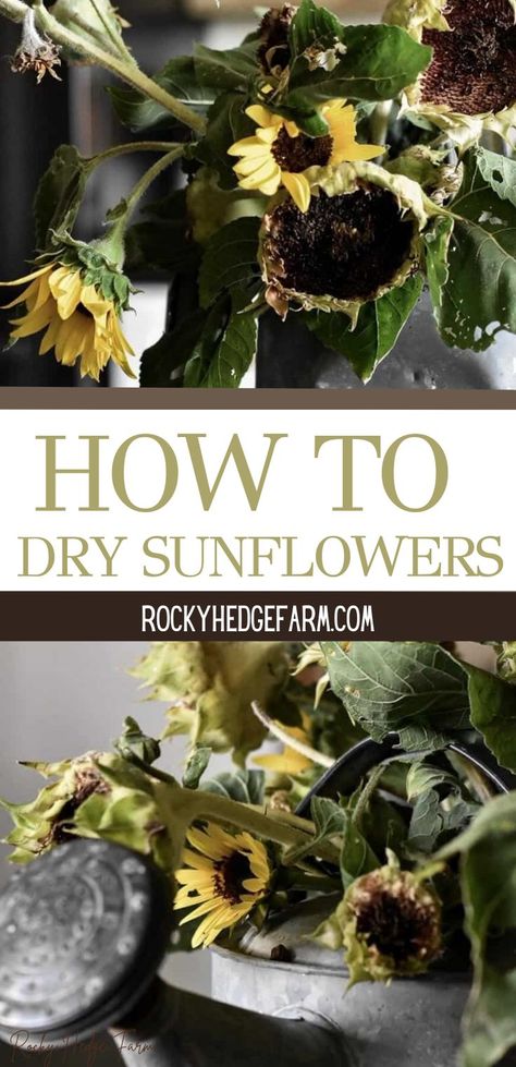 How To Dry Sunflowers For Decoration, How To Dry Sunflowers, Preserving Sunflowers, Dried Sunflowers Ideas, Drying Sunflowers, Dry Sunflowers, Dried Sunflowers, Simple Diy Projects, Sunflower Head