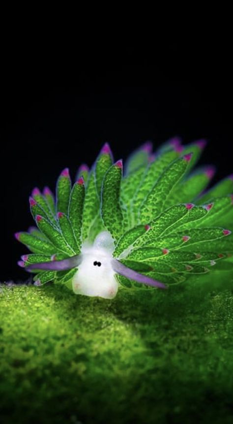 Leaf Slug, Sea Sheep, Leaf Sheep, Silly Sea Creatures, Animal Facts Interesting, Flower Animals, Sea Snails, Sea Slugs, Sea Snail