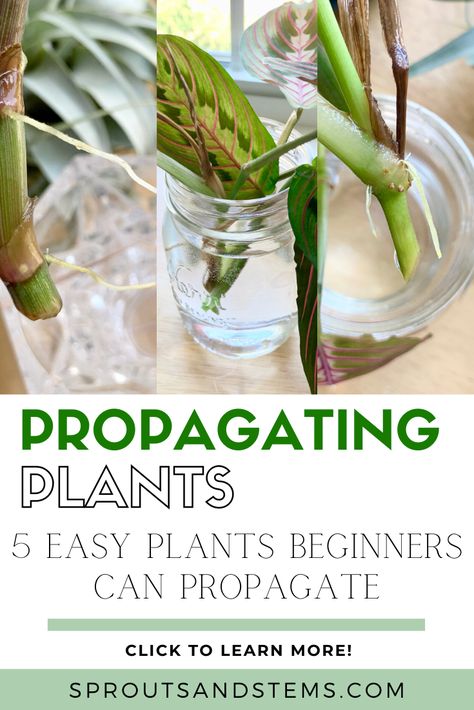 Read this post to learn all about how to propagate five easy houseplants. Propagating houseplants helps you learn more about your plant, is a fun science experiment, and creates free plants! Learn all about houseplant propagation and how you can easily propagate five different plants | sproutsandstems.com #propagatingplants #propagationstation #propagation #planttips #sproutsandstems How To Prop Up Plants, Starting Plants From Clippings, When To Plant Propagated Plants, Plant Clippings How To Grow, Easy Plant Propagation, What Plants Can You Propagate In Water, How To Propagate Prayer Plant, Easy Plants To Propagate, Diy Plant Propagation Station