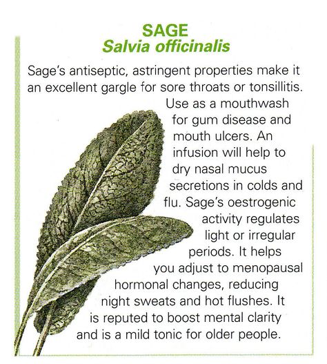 Sage Sage Herbal Remedies, Sage Herb Benefits, Sage Medicinal Uses, Garden Sage Witchcraft, Benefits Of Sage, Sage Leaf, Health Heal, Healing Plants, Holistic Remedies