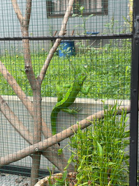 Green iguana and its cage Iguana Cage, Green Iguana, Reptile Enclosure, Reptiles, Green, Iguanas