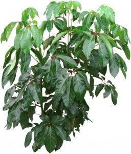 schefflera-umbrella-tree-plant Umbrella Tree Houseplant, Schefflera Plant, Tree Houseplant, Propagate Plants, Umbrella Plant, Plant Vessels, Popular House Plants, Umbrella Tree, Houseplant Care