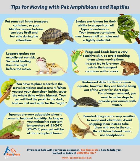 Beginner Reptiles Pets, Frog Pet, Pet Frog, Feed Room, Red Eared Slider Turtle, Turtle Care, Slider Turtle, Pet Room, Painted Turtle