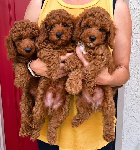 #westcoastpoodles Miniature red poodle puppies❤️❤️ Mini Red Poodle, Standard Poodle Teddy Bear, Teddy Poodle, Poodle Teddy Bear Cut, Red Poodle Puppy, Red Teacup Poodle, Miniature Poodle Puppies, Miniature Red Poodle, Mini Poodle Puppy