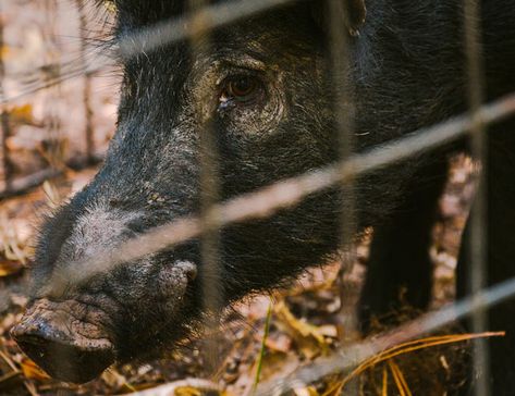 The Ossabaw Island pig is seen as a pest, a delicacy, and a medical miracle. We found out why. Story Of The Year, Hunting, Fishing, Reading