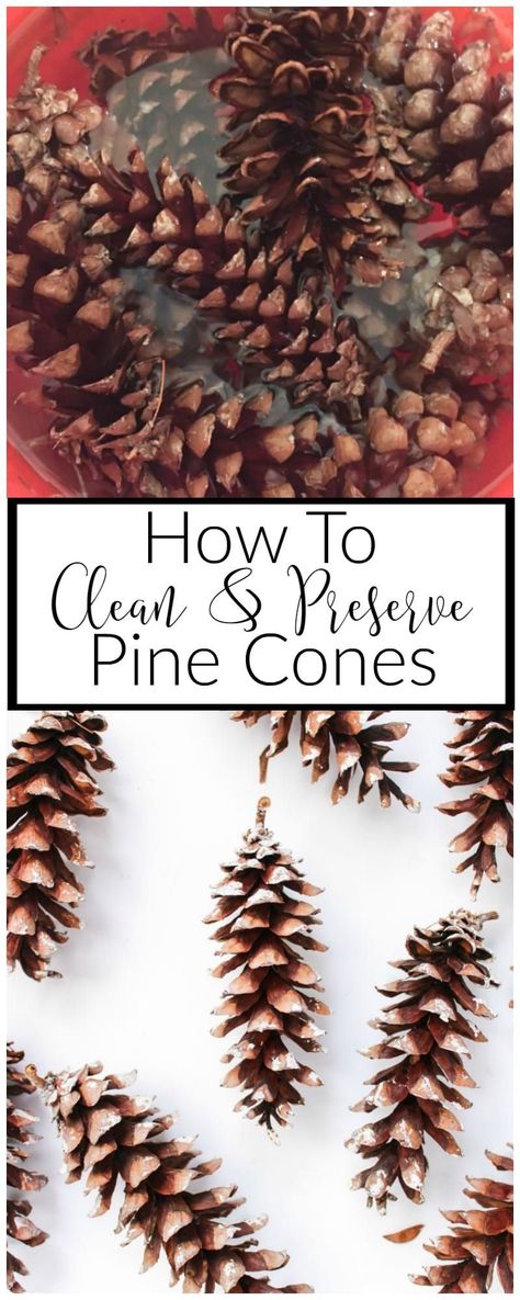 How to Clean and Preserve Pine Cones Clean Hacks, Homemade Toilet Cleaner, Clean Baking Pans, Cleaning Painted Walls, Glass Cooktop, Deep Cleaning Tips, Cones Crafts, Pine Cone Crafts, Clean Dishwasher