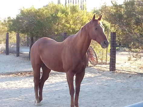 Afleet Hawaiian-son of Northern Afleet Whiskey, Horses, Animals