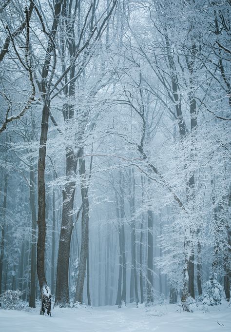 Frozen winter woods | 5th winter photos in a row. The next o… | Flickr Fingers Painting, Frozen Forest, Cool Locations, Winter Picture, Frozen River, Winter Woods, Nature Vibes, Snow Forest, The Best Wallpapers