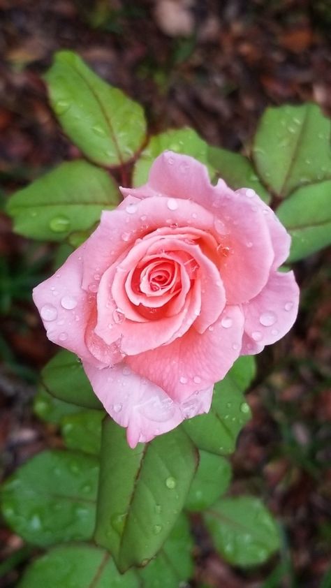 Raindrops On Roses, Raindrops And Roses, Rose Flower Pictures, Free Music, Rain Drops, Flower Pictures, Rose Flower, Pink Roses, Flower Painting