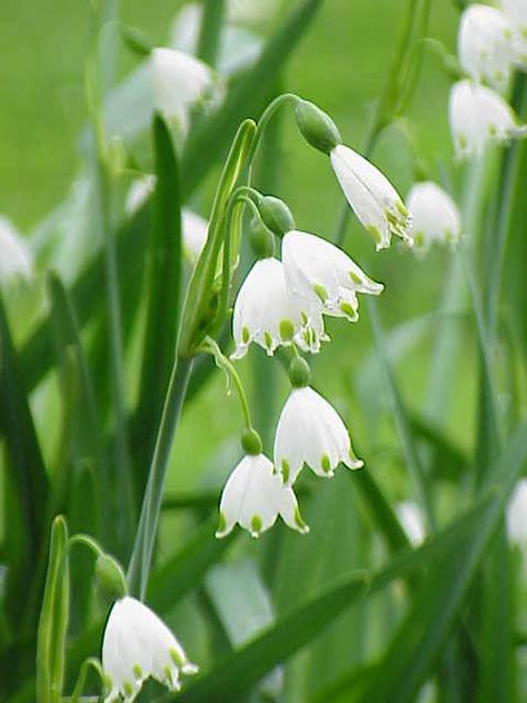 Summer Snowflake Leucojum Aestivum, Summer Snowflake, Snow Flake Tattoo, Snow In Summer, Deer Resistant Plants, Aromatic Plant, Perennial Herbs, English Cottage Garden, Snow Flake