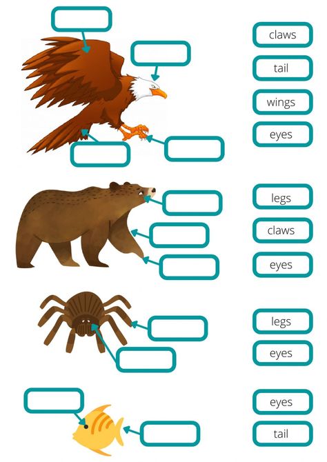 Animal body parts interactive exercise for School. You can do the exercises online or download the worksheet as pdf. Animal Body Parts Worksheet, Animal Body Parts, Animal Movement, First Grade Science, Animal Worksheets, Worksheets Kindergarten, Teaching English Grammar, Esl Activities, Esl Resources