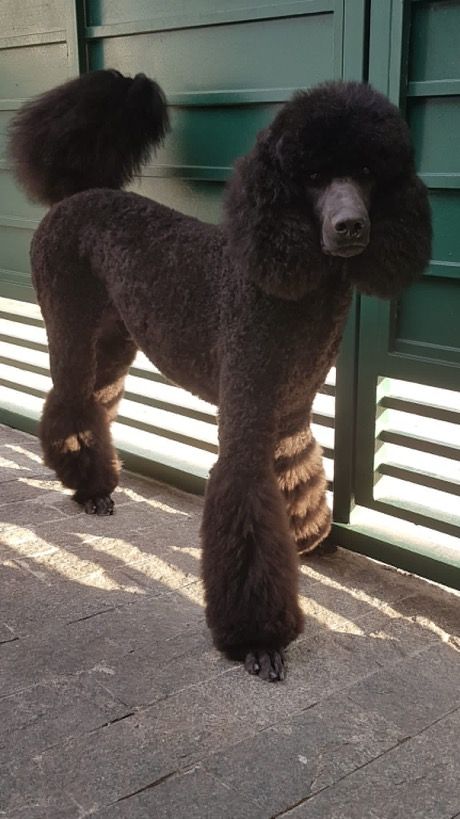 Standard Poodle Haircut Styles Puppy, Female Standard Poodle Haircuts, Standard Poodle Sporting Clip, Black Poodles Standard, Black Poodle Standard, Standard Black Poodle, Cool Poodle Haircuts, Black Standard Poodle Aesthetic, Poodle Cuts Standard