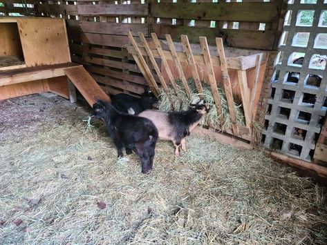 My hubby made our Nigerian dwarf goats a feeding hay station #hayholder , #nigeriandwarfgoats , #raisinggoats. Raising Goats, Goat Farming, My Hubby, Four Legged, Goats, Animals