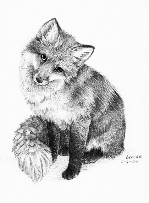 Fox Sketch, Pencil Drawings Of Animals, Fox Drawing, Animal Drawings Sketches, Fox Painting, Fox Tattoo, Fox Art, Animal Sketches, Black And White Drawing