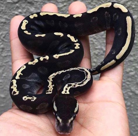 Hall Python, Snake Breeds, Dream Snake, Danger Noodles, Colorful Snakes, Pretty Snakes, Reptile Room, Cute Reptiles, Cute Snake