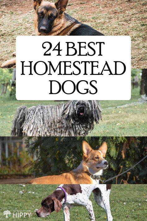 You need the right dog for the right homesteading and farming activities. Here are two dozen breeds to choose from. #homesteading #dogs Farm Animals For Homestead, Livestock Dog Breeds, Best Animals For Homestead, Best Animals For Small Homestead, Farm Dogs Breeds, Best Farm Dogs, Livestock Guardian Dog Breeds, Herding Dogs Breeds, Guard Dog Breeds