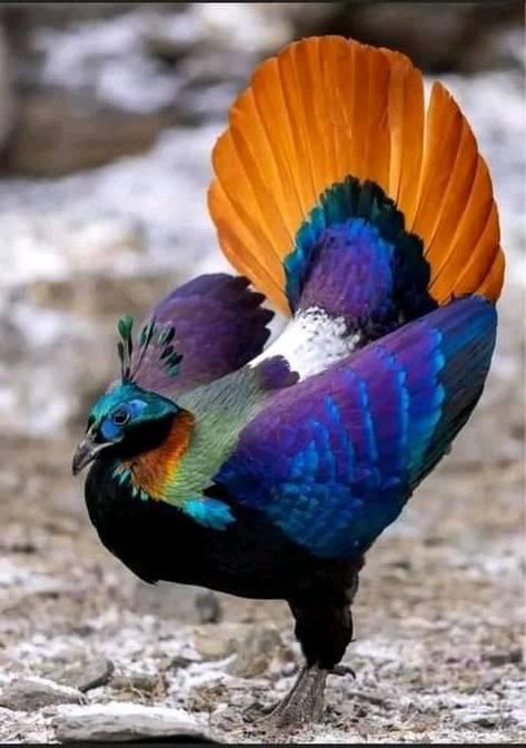 Himalayan Monal, World Birds, Most Beautiful Birds, Exotic Bird, Rare Birds, Colorful Bird, Colorful Animals, Bird Pictures, Exotic Birds