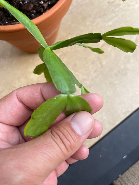 Pruning Christmas Cactus, Cactus Propagation, Plants Care Tips, Christmas Cactus Propagation, Jade Succulent, Plants For Indoors, Houseplant Ideas, Christmas Cactus Care, Cactus House Plants