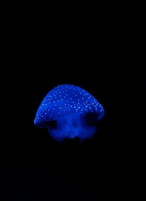 Blue Jellyfish Black Background, App Icons Jellyfish, Glow Wallpaper Aesthetic, Ocean Theme Phone Layout, Black Blue Widget, Glowing App Icon, Jellyfish Theme, Glow Wallpaper, Blue Ios