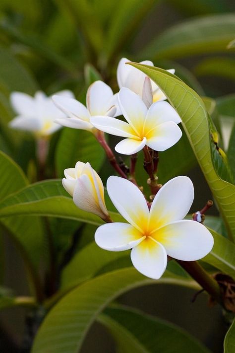 Frangipani Tree, Profile Wallpaper, Nature Photography Flowers, Homes And Gardens, 3d Flowers, Island Resort, Exotic Flowers, Nature Animals, Flower Pictures