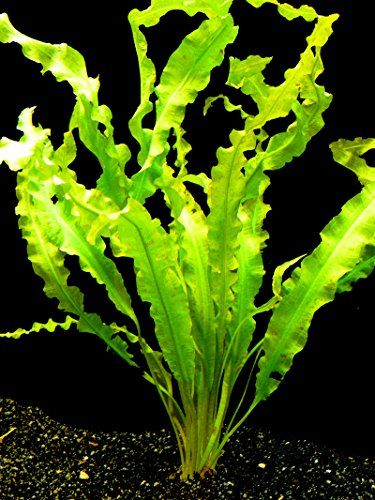 Aquascape Plants, Tanaman Air, Freshwater Plants, Freshwater Aquarium Plants, Underwater Plants, 달력 디자인, Sea Plants, Nature Aquarium, Aquatic Plant