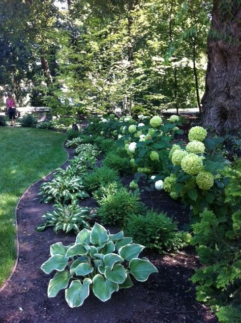 Shady yard with Hostas & Hydrangeas - might look good in our shady front yard! Backyard Border, Hydrangea Hedge, Minnesota Garden, Shade Landscaping, Hydrangea Landscaping, Shade Garden Design, Shade Gardening, Shade Garden Plants, Hosta Gardens