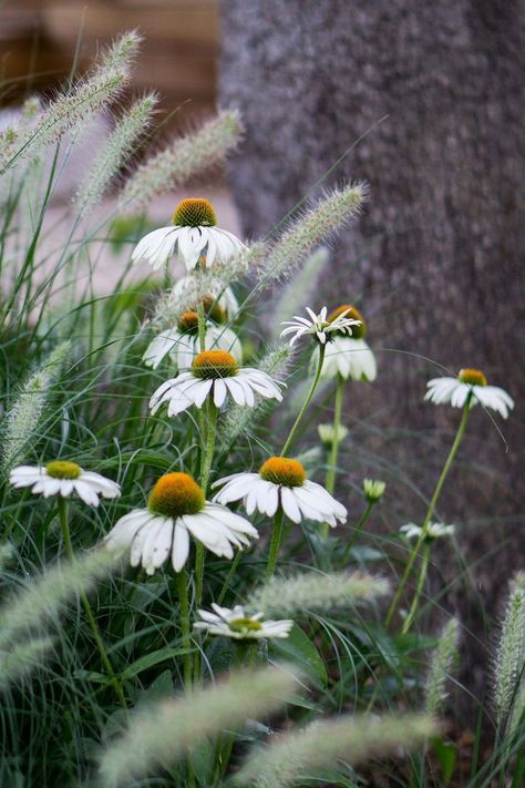 Echinacea White Swan, Pennisetum Hameln, Pennisetum Alopecuroides Hameln, Pennisetum Alopecuroides, Tomatoes In Containers, Pond Garden, Sacred Garden, Growing Tomatoes In Containers, Meteor Garden 2018