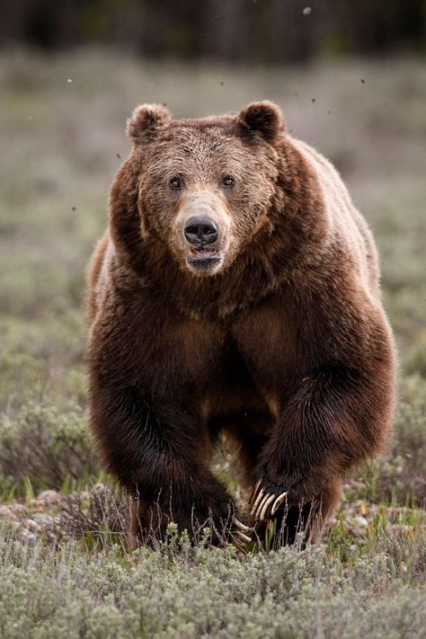 "Print of a big male grizzly bear sprinting towards the photographer. This is one of the biggest male grizzlies (or 'boars') around in Jackson Hole. He is known as 'Bruno' and he is likely the dad of most of the area's bear cubs, including the four cubs of grizzly 399. I made this photo in the spring of 2022 in Wyoming's Grand Teton National Park. The print is available as a Matte Fine Art Print, Glossy Fine Art Print or Canvas Gallery Wrap. Matte Fine Art Paper is the most popular paper used fo Grizzly Bear Photography, Grizzly 399, Bear Running, Photo Ours, Nature Photography Animals, Running Bear, Bear Photos, Bear Pictures, Bear Cubs