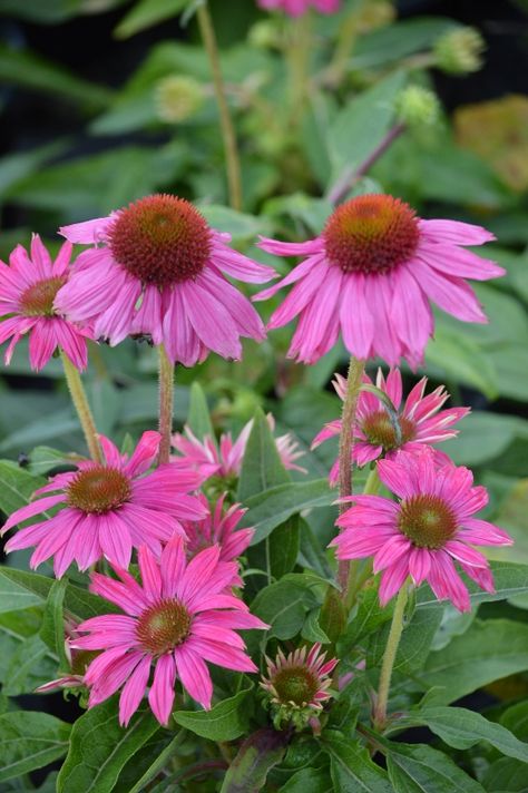 Echinacea Pow Wow Wild Berry- Dwarf hot color perfect for patio container or the garden. Pow Wow, Perennial Garden, Wild Berry, Outdoor Plants, Garden Center, Cut Flowers, Colorful Flowers, Garden Plants, Flowers Bouquet