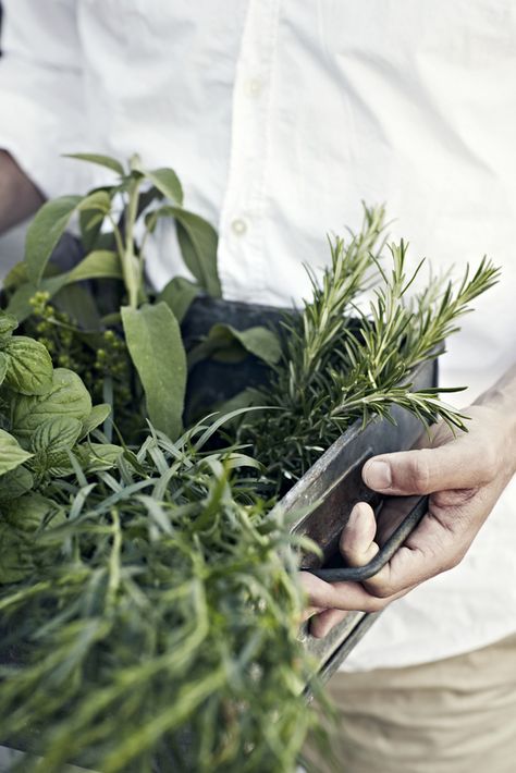 . Spices Garden, Cooking Herbs, Healthy Inspiration, Garden Photography, Food Healthy, Medicinal Herbs, Kitchen Garden, Farm Gardens, Trees And Shrubs