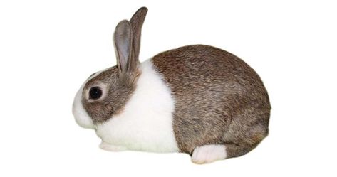 Pet rabbit breeds and their associated characteristics Dutch Rabbits, Lionhead Rabbit, Dutch Rabbit, Flemish Giant, Rabbit Breeds, Holland Lop, Rabbit Care, Pocket Pet, Pet Rabbit