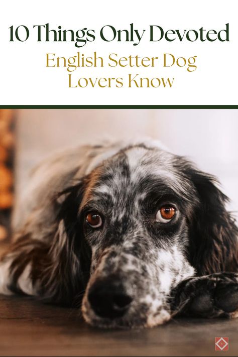 Fall in love with English Setters all over again with these 10 fascinating facts! Known for their elegant looks and gentle nature, English Setters have a rich history and unique traits that make them stand out. Discover what makes this dog breed so special, from their ancient origins to their unexpected love for water. Ancient Dog Breeds, English Setter Puppies, Setter Puppies, English Setter Dogs, Unexpected Love, English Setter, Ancient Origins, Different Dogs, Pattern Images